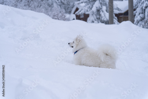 Samoyed runs through the big snow in the winter in the mountains while it is snowing