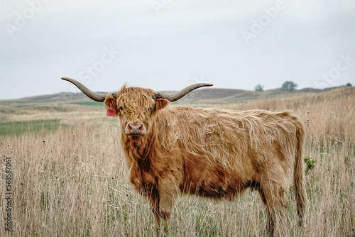 highland cow in a pasture