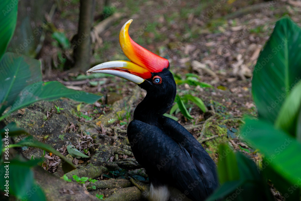 Naklejka premium Portrait of a calao, a national Malaysian bird