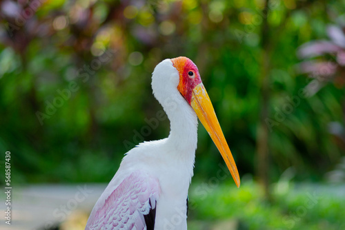 Portrait of a pink flamingo