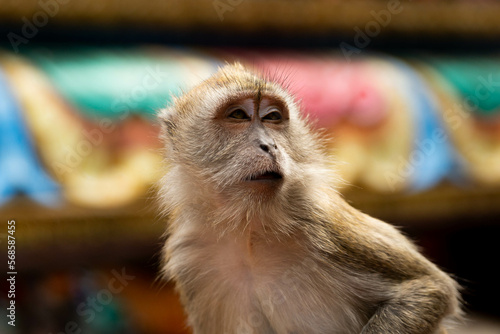 portrait of a macaque