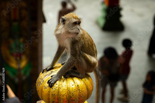 Portrait of a monkey in batu cave stair's
