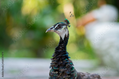 The portrait of a peacock