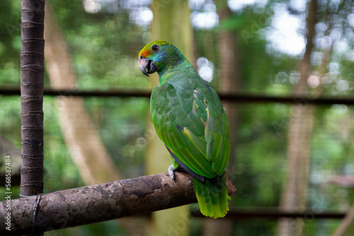 A parrot on his branch