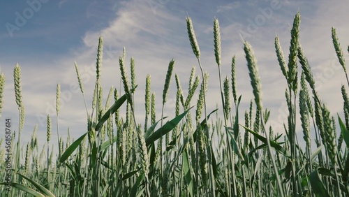 Green wheat ripening field, grain cultivation. Spikelets of wheat with grain shakes wind. Grain harvest ripens in summer. Environmentally friendly wheat. Agricultural industry, business concept