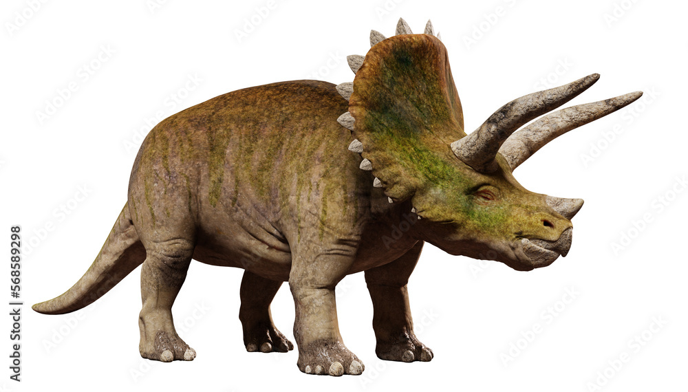 Fototapeta premium Triceratops horridus, dinosaur isolated on white background 