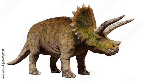 Triceratops horridus, dinosaur isolated on white background 
