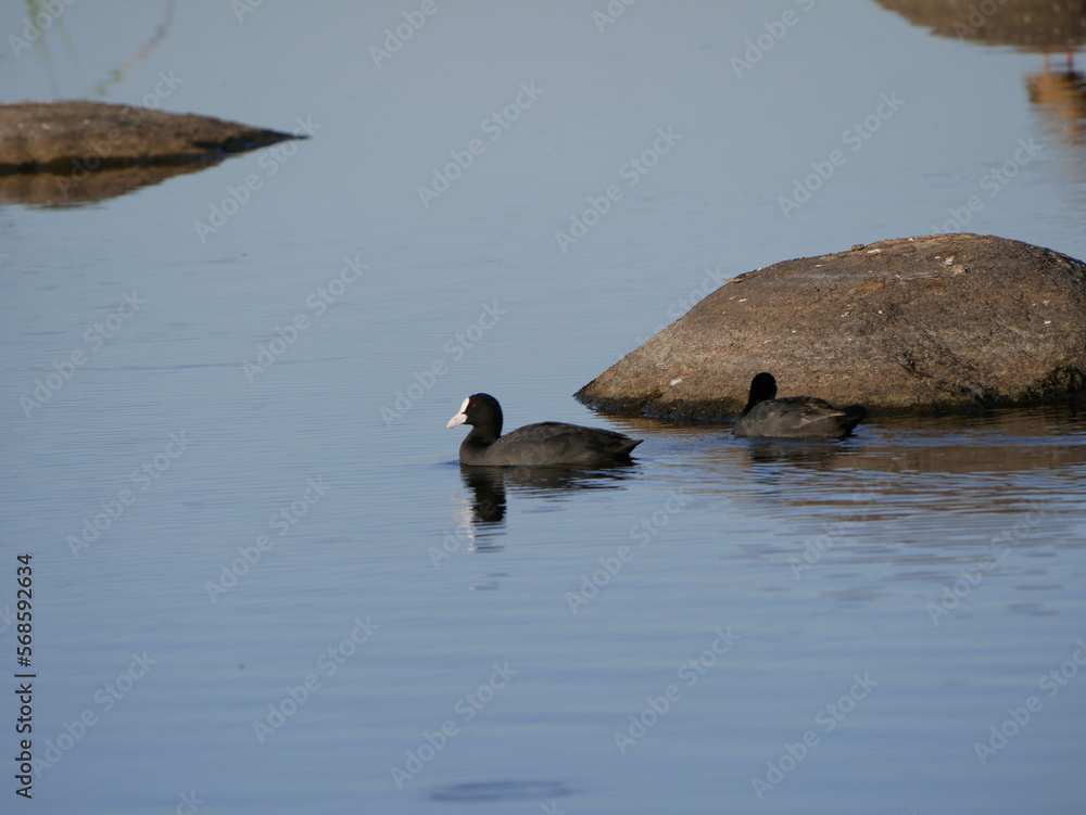 Fototapeta premium Aves