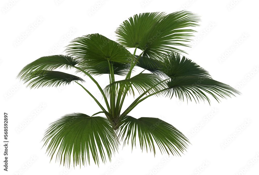 Collection of 3D tropical plants and foliage PNG illustration Sabal Palmetto 6a.