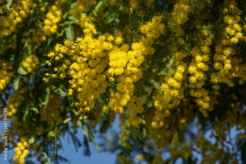 A branch of spring flowers mimosa. A gift for Women's Day on March 8. Easter decoration. Blue sky background. Acacia dealbata.