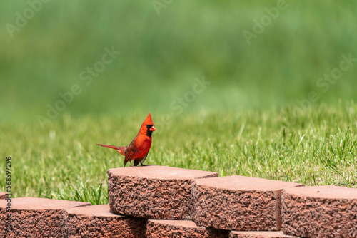 cardinal standing on a block wall