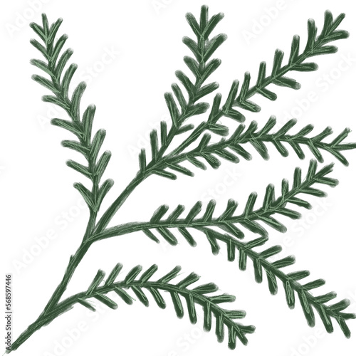 Illustration of a watercolor twig of a plant with leaves as an ornament for decoration on a white isolated background