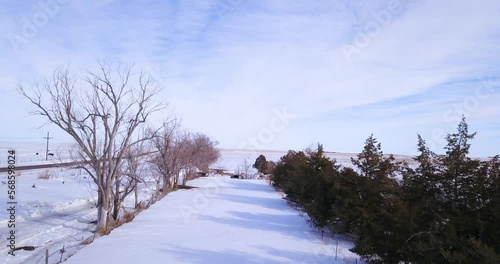 Rows of Trees in Snow