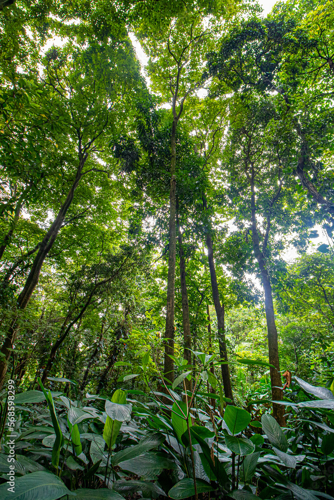 Fototapeta premium green forest in spring