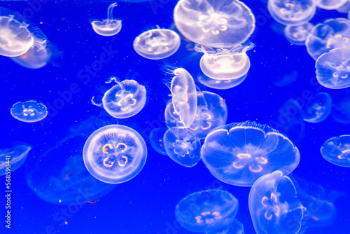 A jellyfish swimming in the water © Polina Korchagina