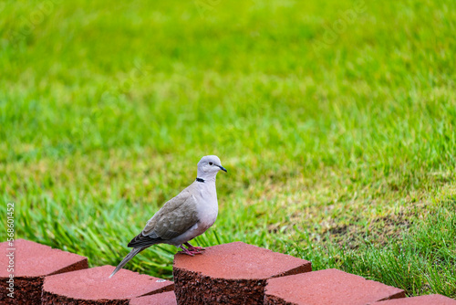dove on the grass