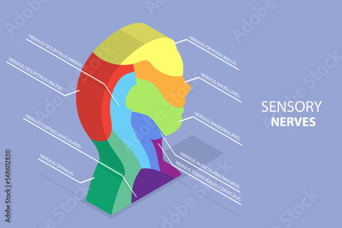 3D Isometric Flat Vector Conceptual Illustration of Sensory Nerves , Sensations of the Face, Scalp and Neck