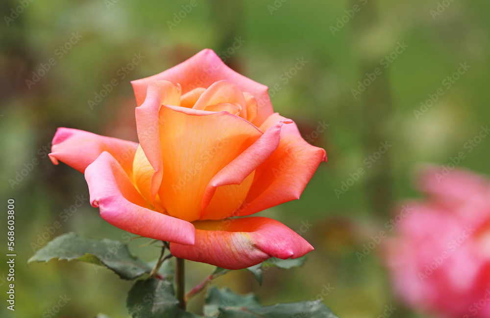 Pink orange Rose
