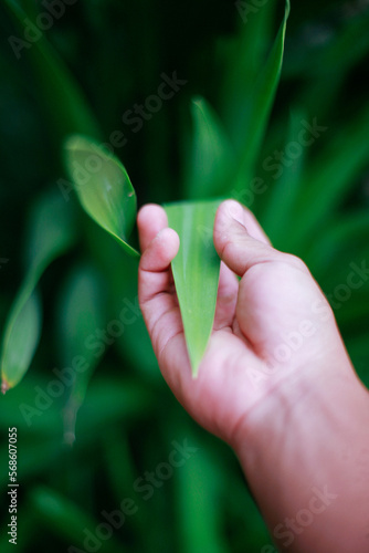 touching leaf