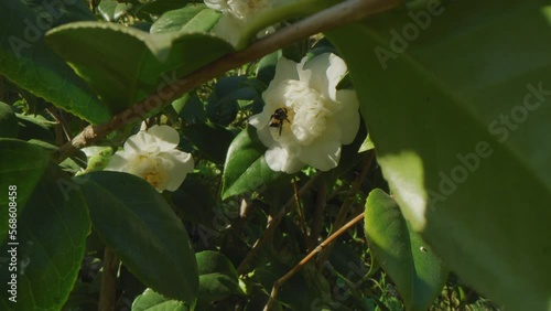 Macro shot of a bumblebee picking a white flower in a garden