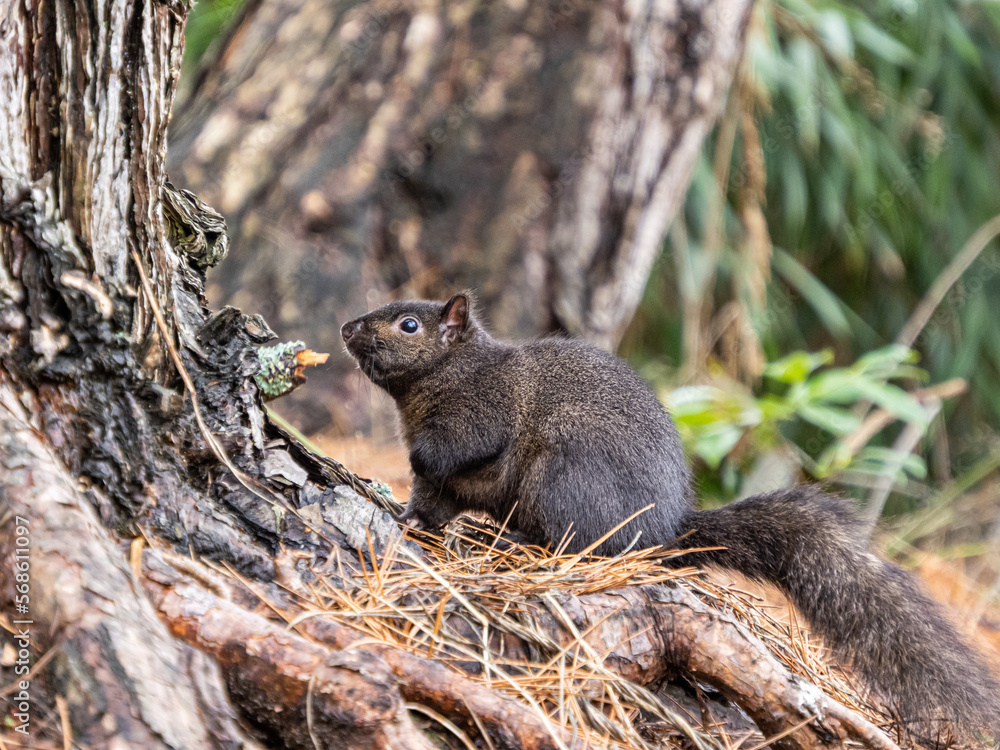 Naklejka premium close up of a chubby grey squirrel resting on dry pine needles-filled groud by the tree in the park
