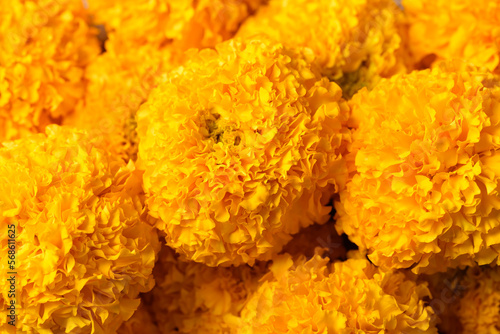 Yellow marigold blossom, beautiful flower texture background, Spiritual flower