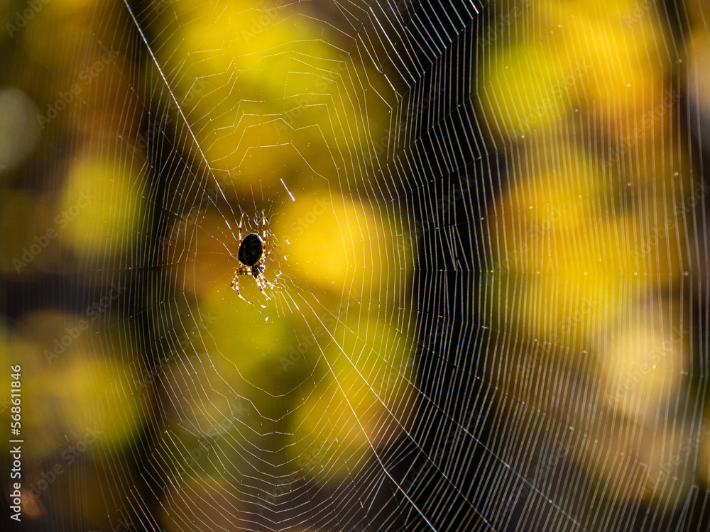 close-up of a tiny spider hanging in the center of the web backlit by the sunlight through the forest close-up of a tiny spider hanging in the center of the web backlit by the sunlight through the forest