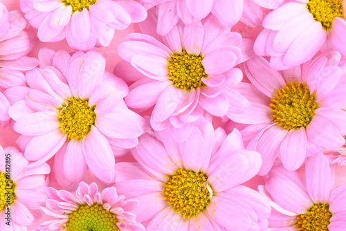 Pink Chrysanthemum flower blossom texture background  spring season