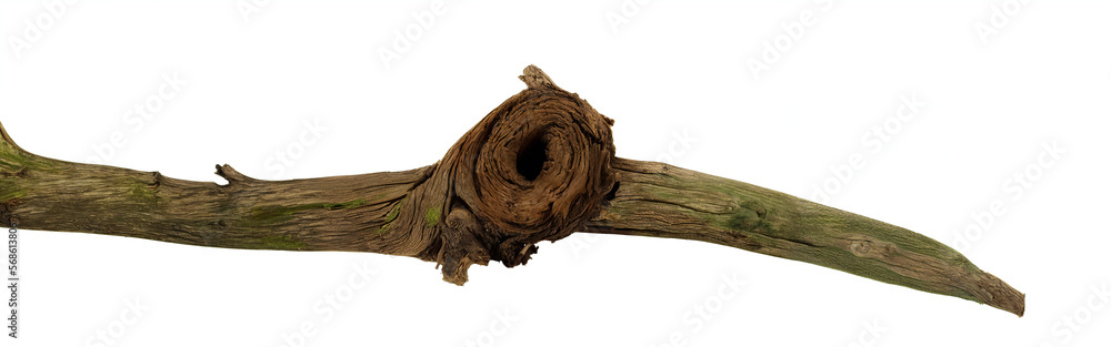 branch, broken trunk isolated on white background, generative ai