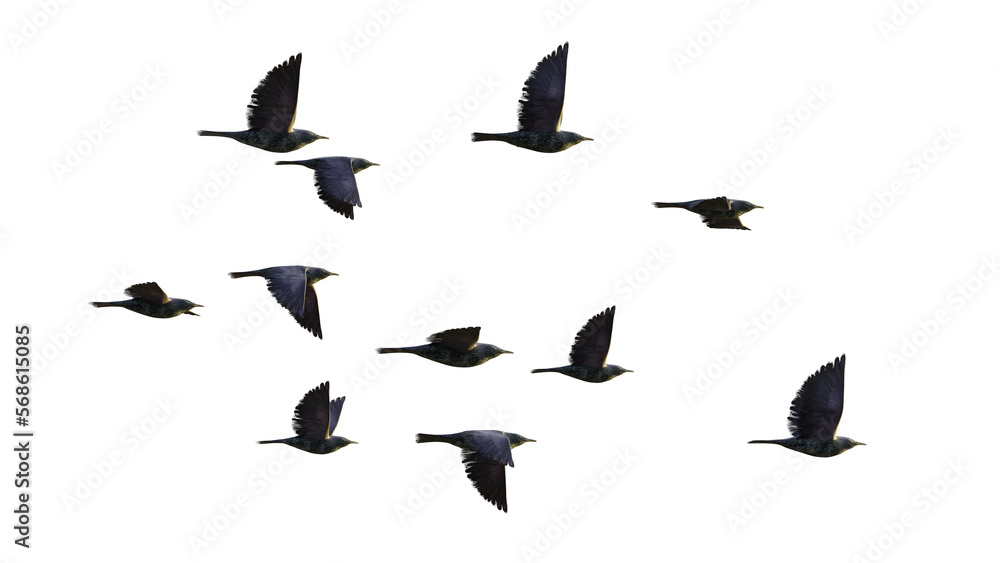 starlings, group of birds isolated on white background