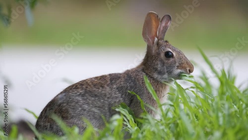 Grey small hare eating grass on summer field. Wild rabbit in nature