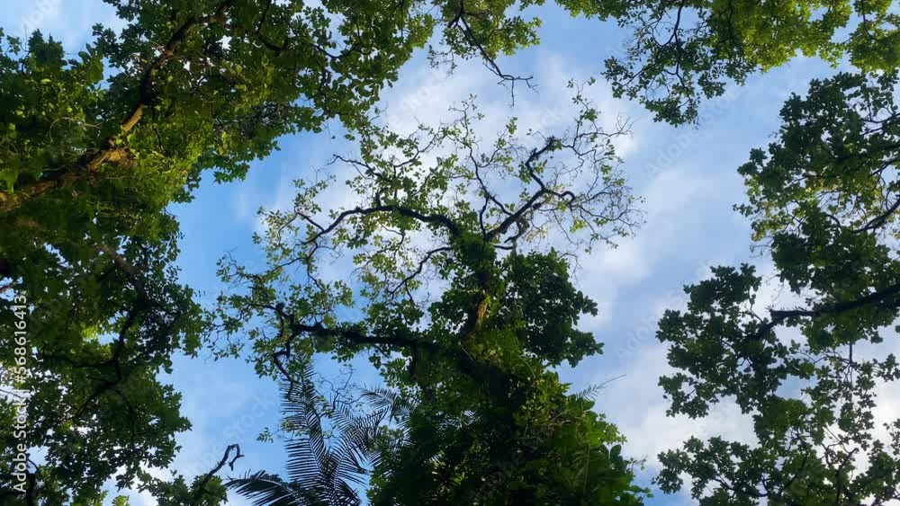 Healthy tropical Khadimnagar rainforest Bangladesh Healthy tropical Khadimnagar rainforest Bangladesh