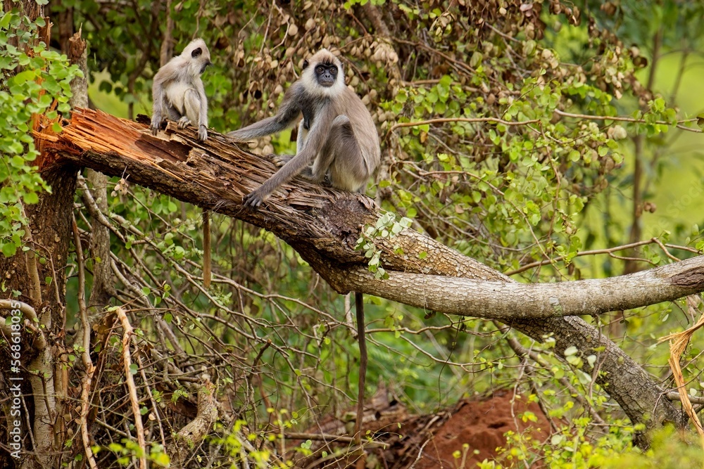 Obraz premium The tufted gray langur (Semnopithecus priam), also known as Madras gray langur, and Coromandel sacred langur 