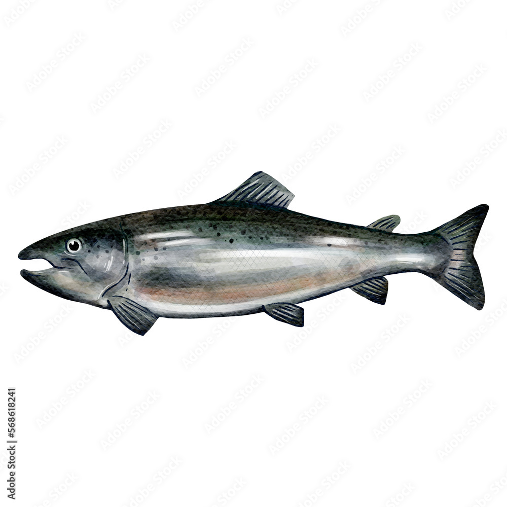 Naklejka premium salmon fish water color sketch line art