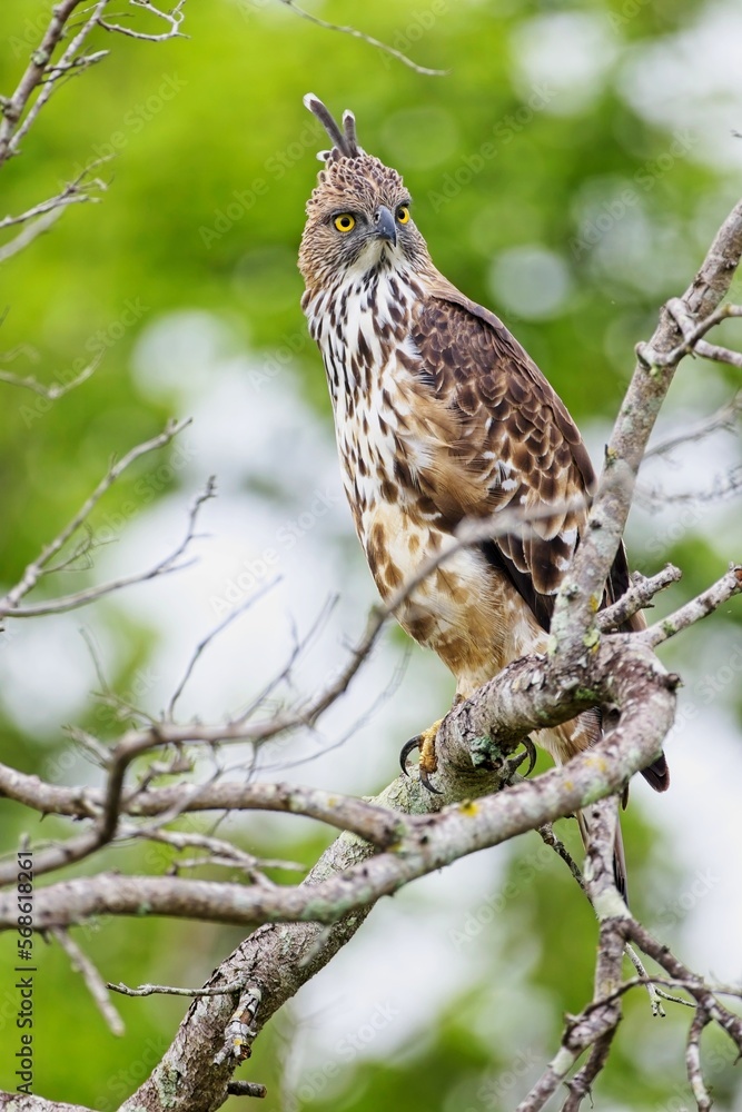 The changeable hawk-eagle (Nisaetus cirrhatus) or crested hawk-eagle is a large bird of prey species. Close-up wildlife photography. Spotted during the safari at Wilpattu national park in Sri Lanka. The changeable hawk-eagle (Nisaetus cirrhatus) or crested hawk-eagle is a large bird of prey species. Close-up wildlife photography. Spotted during the safari at Wilpattu national park in Sri Lanka.