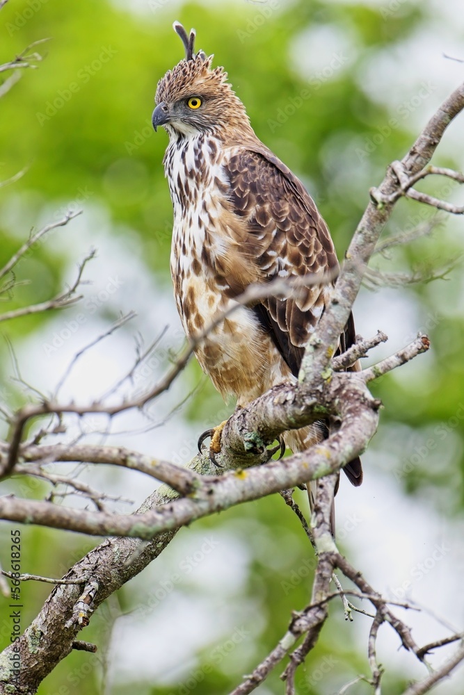 The changeable hawk-eagle (Nisaetus cirrhatus) or crested hawk-eagle is a large bird of prey species. Close-up wildlife photography. Spotted during the safari at Wilpattu national park in Sri Lanka. The changeable hawk-eagle (Nisaetus cirrhatus) or crested hawk-eagle is a large bird of prey species. Close-up wildlife photography. Spotted during the safari at Wilpattu national park in Sri Lanka.