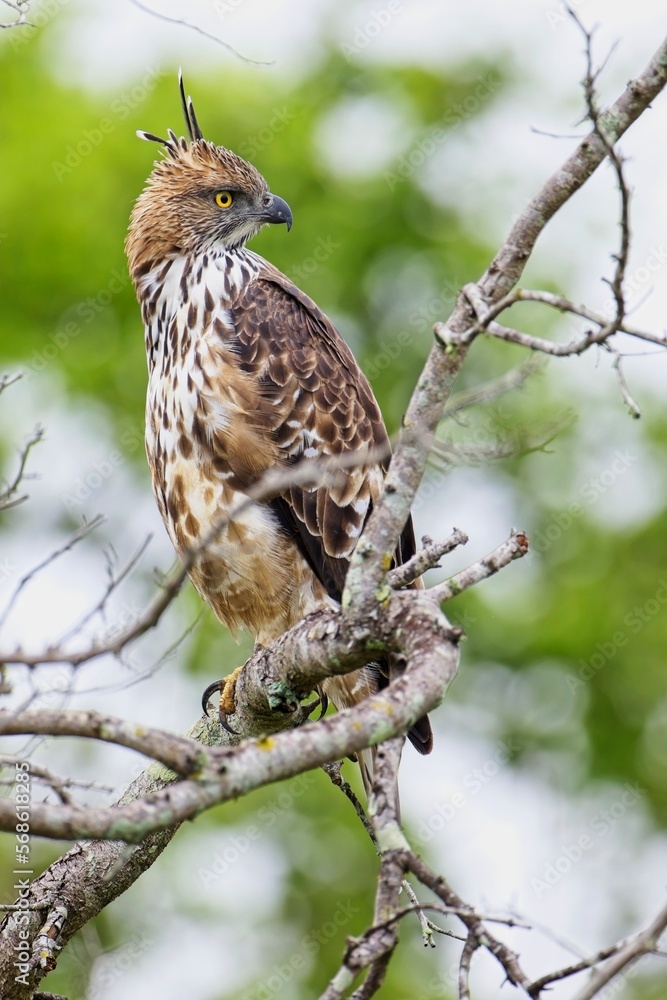 The changeable hawk-eagle (Nisaetus cirrhatus) or crested hawk-eagle is a large bird of prey species. Close-up wildlife photography. Spotted during the safari at Wilpattu national park in Sri Lanka. The changeable hawk-eagle (Nisaetus cirrhatus) or crested hawk-eagle is a large bird of prey species. Close-up wildlife photography. Spotted during the safari at Wilpattu national park in Sri Lanka.