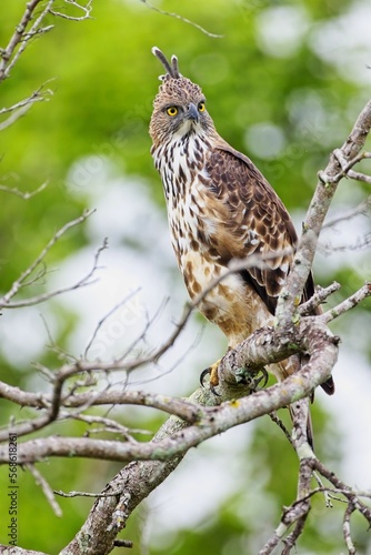 The changeable hawk-eagle (Nisaetus cirrhatus) or crested hawk-eagle is a large bird of prey species. Close-up wildlife photography. Spotted during the safari at Wilpattu national park in Sri Lanka. 