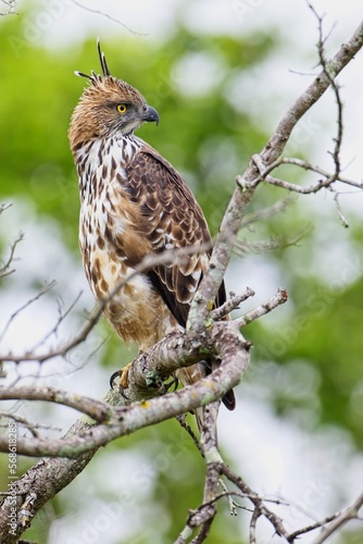 The changeable hawk-eagle (Nisaetus cirrhatus) or crested hawk-eagle is a large bird of prey species. Close-up wildlife photography. Spotted during the safari at Wilpattu national park in Sri Lanka.  © Miroslav