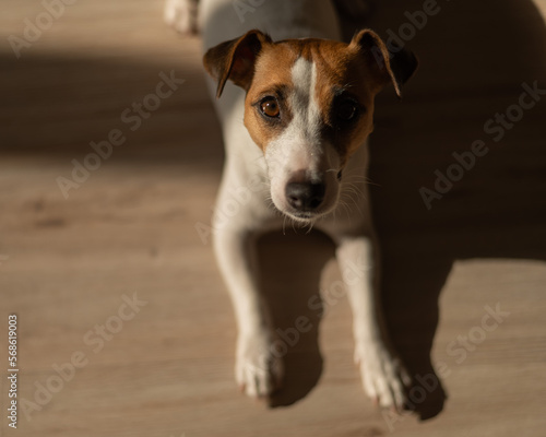 Fototapeta Naklejka Na Ścianę i Meble -  Top view of jack russell terrier dog on wooden floor. 