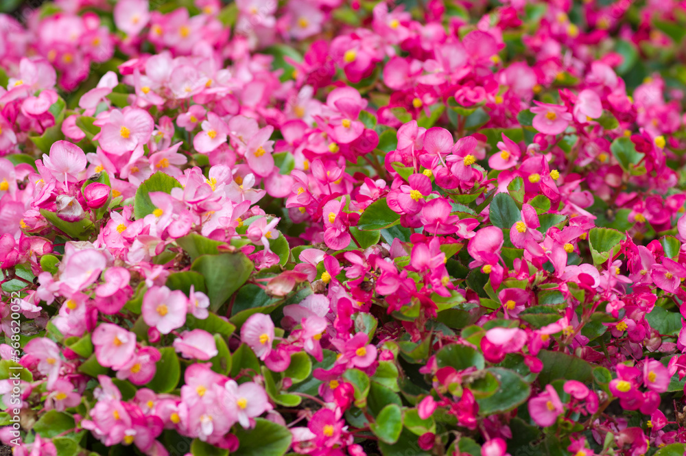 The name of these flowers is The name of these flowers is