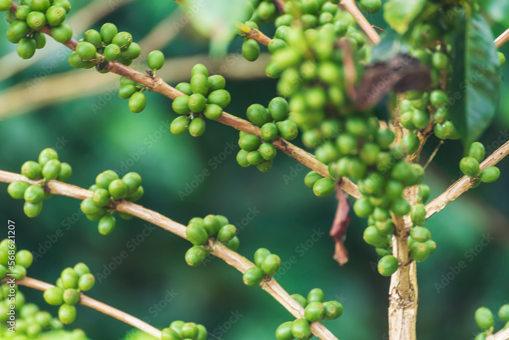 Close up Green seed berries harvest arabica coffee garden. Green coffee bean berry plant fresh raw seed coffee tree growth in eco organic farm. Fresh coffee bean green leaf bush ecology berry plant Close up Green seed berries harvest arabica coffee garden. Green coffee bean berry plant fresh raw seed coffee tree growth in eco organic farm. Fresh coffee bean green leaf bush ecology berry plant