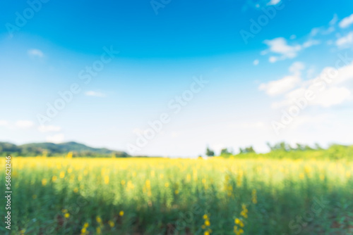 Blur background green park garden nature bright sunny forest. Blurry outdoor park in spring time glowing shinny day template with sunlight bokeh. Abstract blurred background banner copy space.