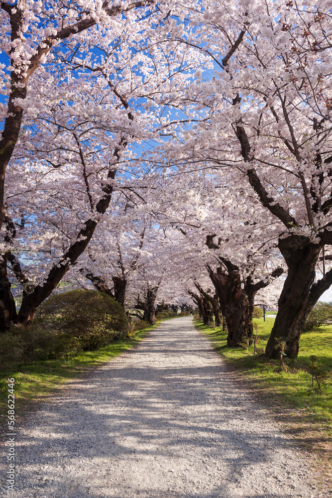 北上市立公園展勝地の桜