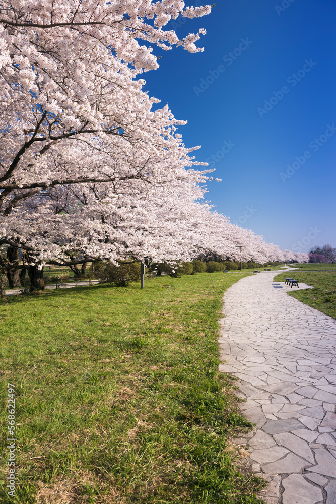 北上市立公園展勝地の桜