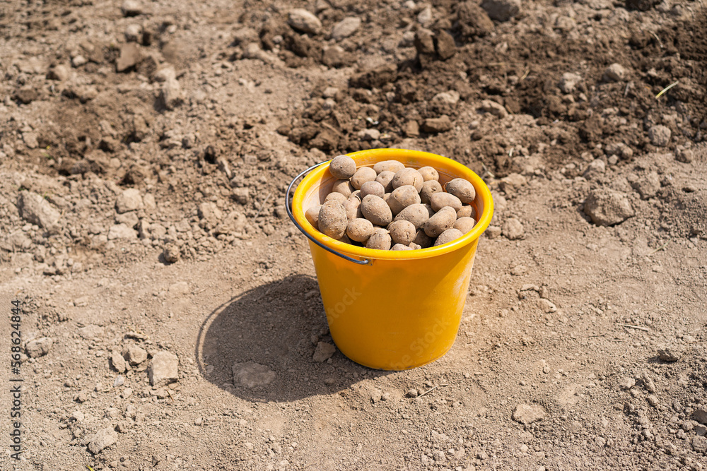 Planting potatoes in the ground. Early spring preparation for the garden season. Potato tubers are ready to be planted in the soil. Planting potatoes in the ground. Early spring preparation for the garden season. Potato tubers are ready to be planted in the soil.