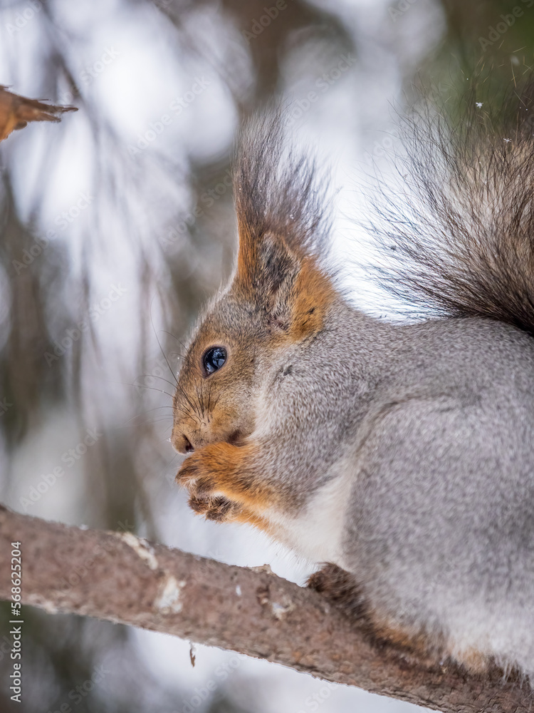 The squirrel with nut sits on tree in the winter or late autumn The squirrel with nut sits on tree in the winter or late autumn