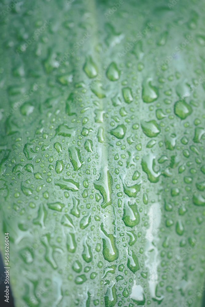 Green leaf with drops of water. Macro photo with water drops