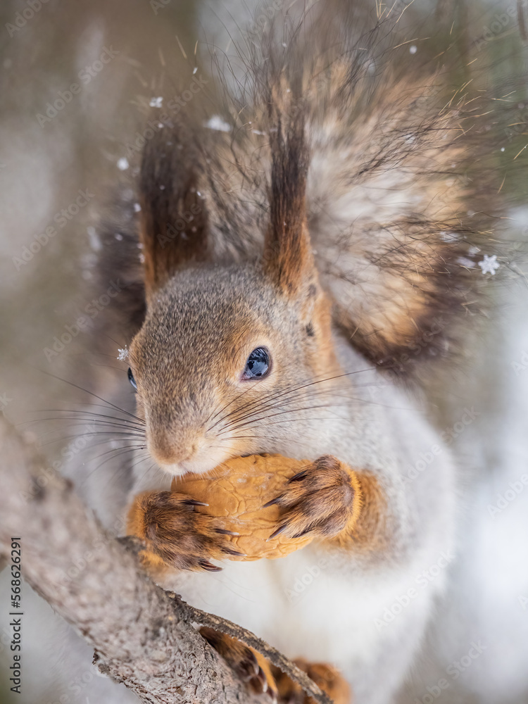 Fototapeta premium The squirrel with nut sits on tree in the winter or late autumn