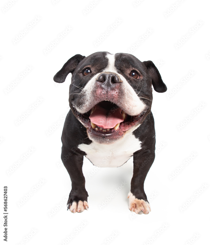 Studio shot of a cute dog on an isolated background